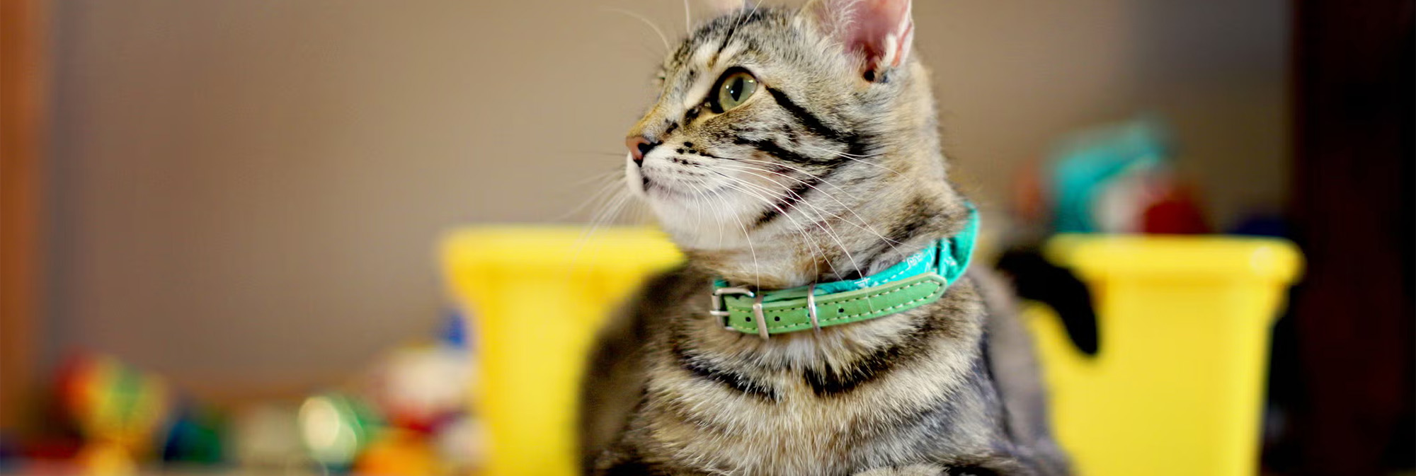 Pet Cat Shop -Pet Cat Shop 1