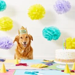 Frisco Happy Birthday Dog & Cat Crown -Pet Cat Shop 153665 PT5. AC SS1800 V1551231039