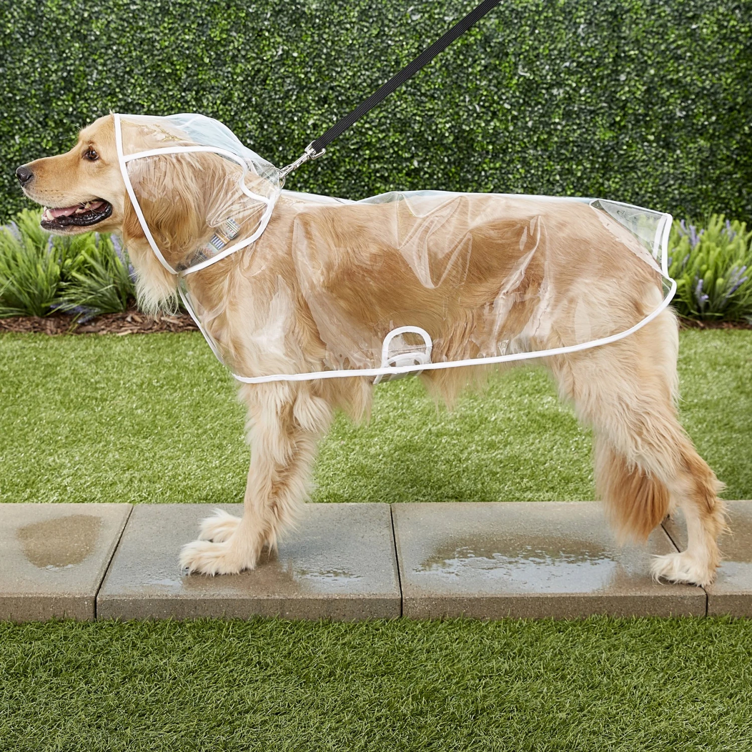 Frisco Lightweight Clear Vinyl Dog Raincoat 6 Frisco Lightweight Clear Vinyl Dog Raincoat - Image 6