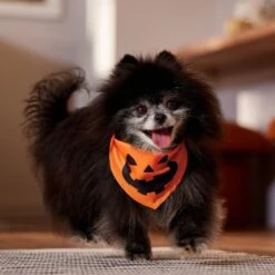 Frisco Jack O' Lantern Pumpkin Dog & Cat Bandana -Pet Cat Shop 158934 PT4. AC SS1800 V1564430535