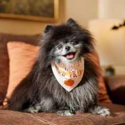 Frisco Mommy's Lil Pumpkin Dog & Cat Bandana -Pet Cat Shop 158936 PT4. AC SS1800 V1633064807