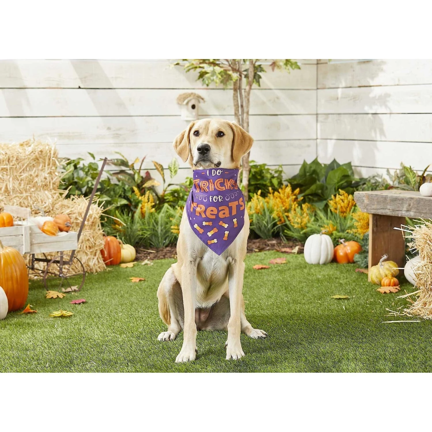 Frisco I Do Tricks For Treats Dog & Cat Bandana 5 Frisco I Do Tricks For Treats Dog & Cat Bandana - Image 5