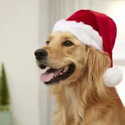 Frisco Holiday Dog & Cat Santa Hat, 1 Count -Pet Cat Shop 160054 PT4. AC SS1800 V1637650626