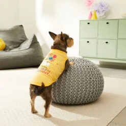 Frisco Llama-zing Birthday Dog & Cat T-Shirt -Pet Cat Shop 191240 PT4. AC SS1800 V1582053521