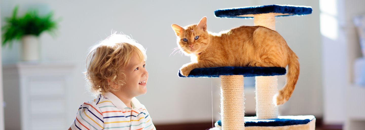 Pet Cat Shop -Pet Cat Shop 2