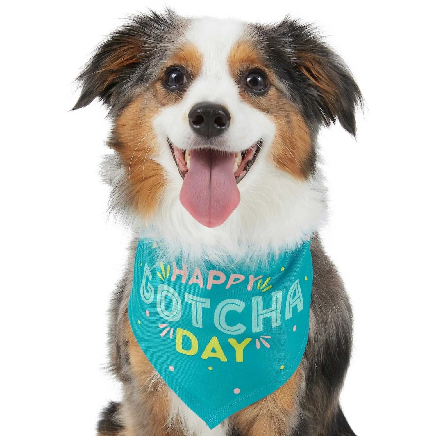 Frisco Happy Gotcha Day Dog & Cat Bandana 1 Frisco Happy Gotcha Day Dog & Cat Bandana