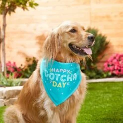 Frisco Happy Gotcha Day Dog & Cat Bandana 9 Frisco Happy Gotcha Day Dog & Cat Bandana -Pet Cat Shop 200538 PT3. AC SS1800 V1633086146