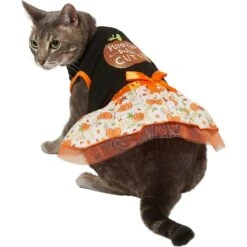 Frisco Pumpkin Patch Cutie Dog & Cat Dress -Pet Cat Shop 215784 PT2. AC SS1800 V1632429076