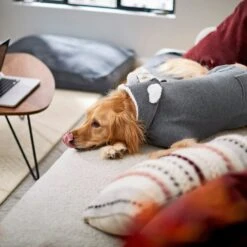 Frisco Bear Hooded Dog & Cat Sweater -Pet Cat Shop 223786 PT7. AC SS1800 V1599566227