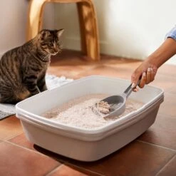 Frisco Natural Lightly Scented Clumping Grass Cat Litter 11 Frisco Natural Lightly Scented Clumping Grass Cat Litter -Pet Cat Shop 230714 PT4. AC SS1800 V1659023184