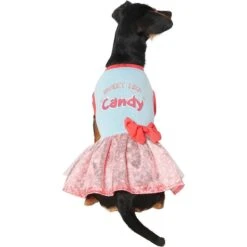 Frisco Sweet Like Candy Dog & Cat Dress 8 Frisco Sweet Like Candy Dog & Cat Dress -Pet Cat Shop 248666 PT2. AC SS1800 V1632421633