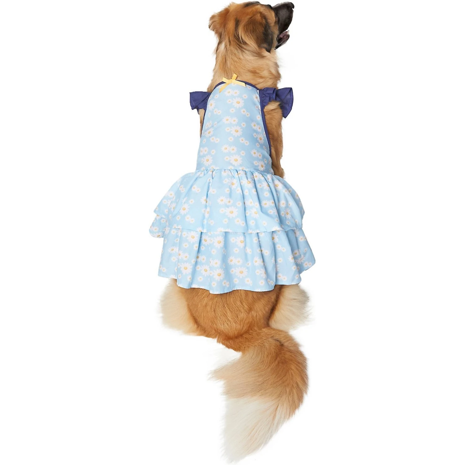Frisco Blue Daisies Dog & Cat Dress 1 Frisco Blue Daisies Dog & Cat Dress