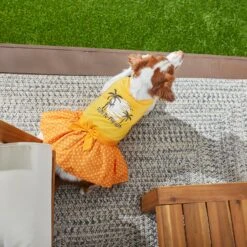 Frisco Fun In The Sun Dog & Cat Dress -Pet Cat Shop 249058 PT7. AC SS1800 V1614094230