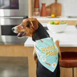 Frisco Brunch Please Dog & Cat Bandana -Pet Cat Shop 249207 PT5. AC SS1800 V1696597732