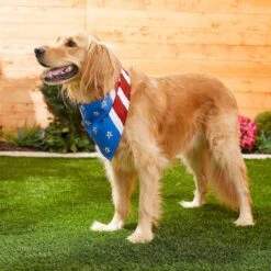 Frisco Stars & Stripes Dog & Cat Bandana -Pet Cat Shop 249329 PT5. AC SS1800 V1632433280