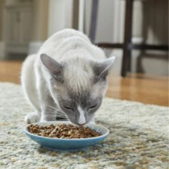 Frisco Kaleidoscope Pattern Non-skid Ceramic Cat Dish -Pet Cat Shop 256092 PT2. AC SS1800 V1616167031