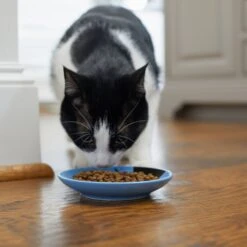 Frisco Cat Face Non-skid Ceramic Cat Dish, Blue 9 Frisco Cat Face Non-skid Ceramic Cat Dish, Blue -Pet Cat Shop 256101 PT3. AC SS1800 V1617130591