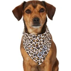 Frisco Leopard Print Personalized Dog & Cat Bandana -Pet Cat Shop 267543 PT7. AC SS1800 V1623164552