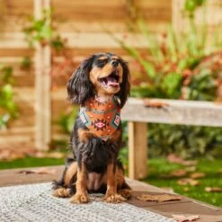 Frisco Southwest Dog & Cat Bandana -Pet Cat Shop 267904 PT5. AC SS1800 V1637679734