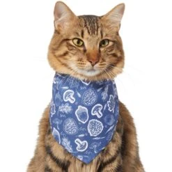 Frisco Fall Vibes Dog & Cat Bandana -Pet Cat Shop 267913 PT3. AC SS1800 V1637729806