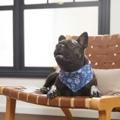 Frisco Fall Vibes Dog & Cat Bandana -Pet Cat Shop 267913 PT5. AC SS1800 V1637722289