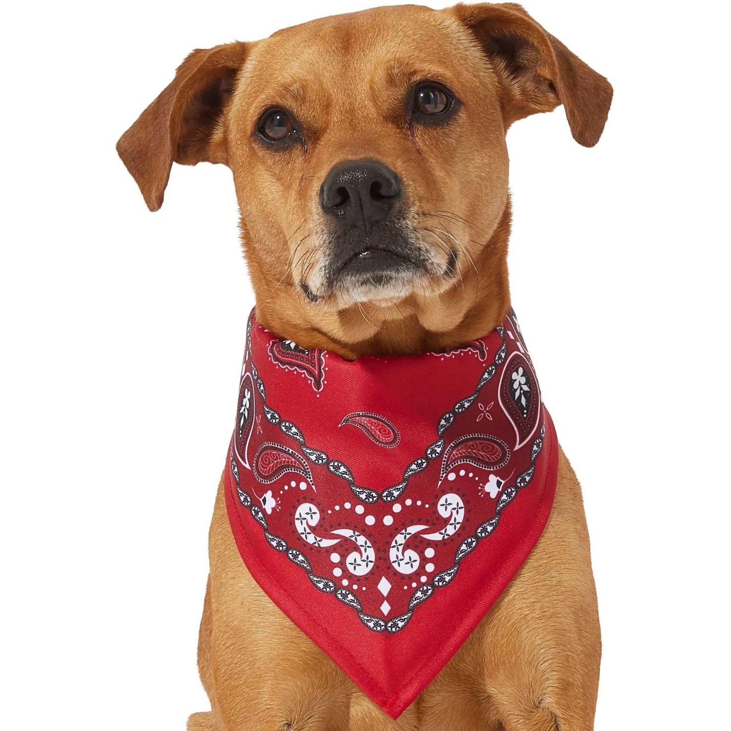 Frisco Red Paisley Dog & Cat Bandana 3 Frisco Red Paisley Dog & Cat Bandana - Image 3