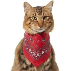 Frisco Red Paisley Dog & Cat Bandana 11 Frisco Red Paisley Dog & Cat Bandana -Pet Cat Shop 267919 PT3. AC SS1800 V1637652719