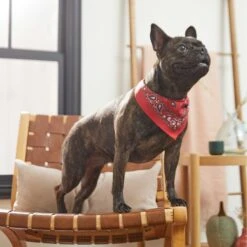 Frisco Red Paisley Dog & Cat Bandana 13 Frisco Red Paisley Dog & Cat Bandana -Pet Cat Shop 267919 PT5. AC SS1800 V1637687581