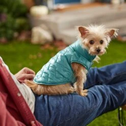 Frisco Lightweight Packable Insulated Dog & Cat Quilted Puffer Coat, Ocean Teal -Pet Cat Shop 268280 PT8. AC SS1800 V1629836601
