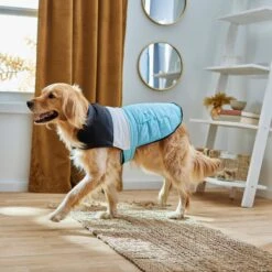 Frisco Mediumweight Colorblock Insulated Dog & Cat Puffer Coat With Pocket, Blue 13 Frisco Mediumweight Colorblock Insulated Dog & Cat Puffer Coat With Pocket, Blue -Pet Cat Shop 268311 PT8. AC SS1800 V1629766581
