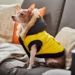 Frisco Heavyweight Anchorage Insulated Dog & Cat Parka, Yellow/Black -Pet Cat Shop 268397 PT8. AC SS1800 V1629761431
