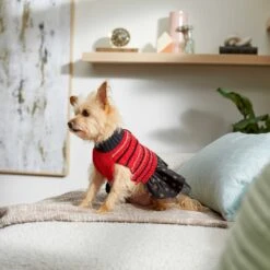 Frisco Chenille Knit Striped Dog & Cat Dress -Pet Cat Shop 268668 PT5. AC SS1800 V1637675198