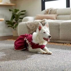 Frisco Plum Dog & Cat Dress -Pet Cat Shop 268677 PT5. AC SS1800 V1637675815