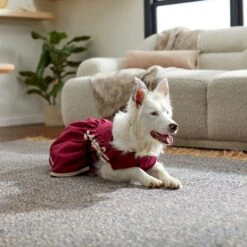 Frisco Plum Dog & Cat Dress -Pet Cat Shop 268677 PT8. AC SS1800 V1629766023