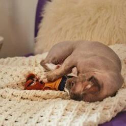 Frisco Halloween Good Bear, Bad Bear Reversible Plush Cat Toy With Catnip 8 Frisco Halloween Good Bear, Bad Bear Reversible Plush Cat Toy With Catnip -Pet Cat Shop 270299 PT3. AC SS1800 V1624817131