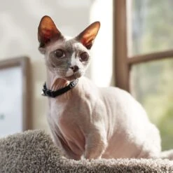 Frisco Nylon Personalized Breakaway Cat Collar With Bell 11 Frisco Nylon Personalized Breakaway Cat Collar With Bell -Pet Cat Shop 270731 PT6. AC SS1800 V1629992558