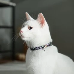 Frisco Flying Ghosts Cat Collar -Pet Cat Shop 272888 PT8. AC SS1800 V1623879659