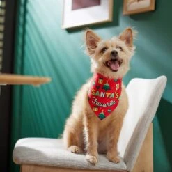 Frisco Santa's Favorite & Cheers To The New Year Dog & Cat Reversible Bandana 15 Frisco Santa's Favorite & Cheers To The New Year Dog & Cat Reversible Bandana -Pet Cat Shop 276285 PT6. AC SS1800 V1637668015