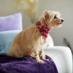 Frisco Love Letters Dog & Cat Bandana -Pet Cat Shop 292051 PT7. AC SS1800 V1702598609