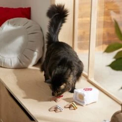 Frisco Lunar New Year Fortune Cookie Plush Cat Toy With Catnip 5 Frisco Lunar New Year Fortune Cookie Plush Cat Toy With Catnip -Pet Cat Shop 298909 PT3. AC SS1800 V1640269104