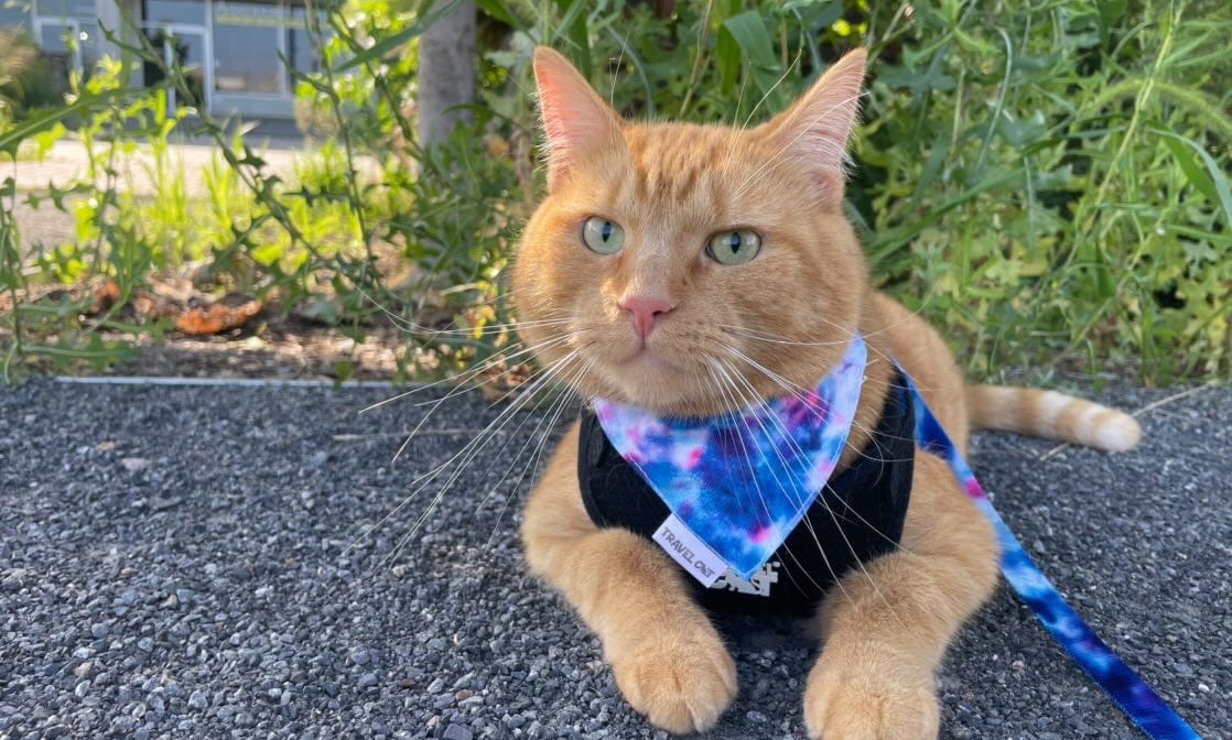 Pet Cat Shop -Pet Cat Shop 3