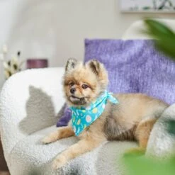 Frisco Spring Easter Egg Dog & Cat Bandana -Pet Cat Shop 300663 PT5. AC SS1800 V1641539822