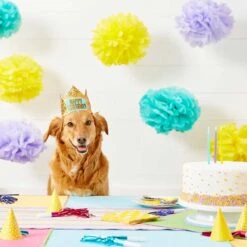 Frisco Happy Birthday Dog & Cat Crown & Frisco It's My Birthday & Cat T-Shirt 12 Frisco Happy Birthday Dog & Cat Crown & Frisco It's My Birthday & Cat T-Shirt -Pet Cat Shop 302470 PT3. AC SS1800 V1623073946