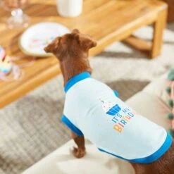 Frisco Happy Birthday Dog & Cat Crown & Frisco It's My Birthday & Cat T-Shirt 16 Frisco Happy Birthday Dog & Cat Crown & Frisco It's My Birthday & Cat T-Shirt -Pet Cat Shop 302470 PT7. AC SS1800 V1623037657