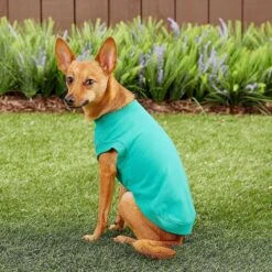 Frisco Basic Dog & Cat T-Shirt & Frisco Dog & Cat Basic Hoodie -Pet Cat Shop 302680 PT6. AC SS1800 V1633086386