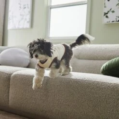 Frisco Problem Child Dog & Cat T-Shirt -Pet Cat Shop 312064 PT5. AC SS1800 V1673303462