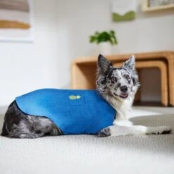 Frisco Chambray Pineapple Dog & Cat Shirt 17 Frisco Chambray Pineapple Dog & Cat Shirt -Pet Cat Shop 312192 PT8. AC SS1800 V1644526681