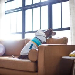 Frisco Striped Dog & Cat Hoodie -Pet Cat Shop 312265 PT8. AC SS1800 V1644884817