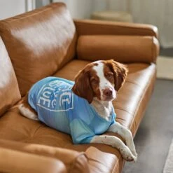 Frisco Peace Love Rescue Dog & Cat T-Shirt 11 Frisco Peace Love Rescue Dog & Cat T-Shirt -Pet Cat Shop 315068 PT8. AC SS1800 V1646351303