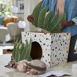 Frisco Potted Succulent Cardboard Cat House -Pet Cat Shop 317723 PT3. AC SS1800 V1688677248